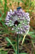 Allium sardoum